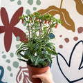 Kalanchoe ‘Lucky Bells’ – Pendant Bellflower Kalanchoe - Sprouts of Bristol