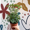 Kalanchoe ‘Lucky Bells’ – Pendant Bellflower Kalanchoe - Sprouts of Bristol