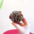Kalanchoe marmorata - Leopard Penwiper Plant - Sprouts of Bristol