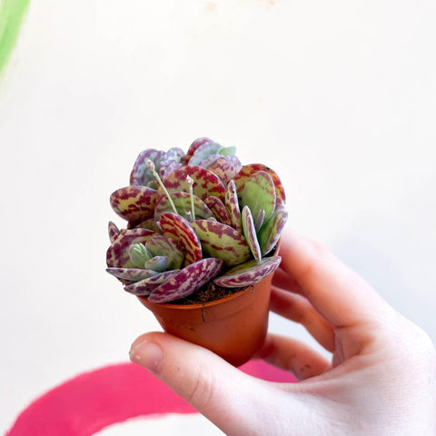 Kalanchoe marmorata - Leopard Penwiper Plant - Sprouts of Bristol