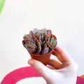 Kalanchoe marmorata - Leopard Penwiper Plant - Sprouts of Bristol