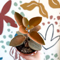 Kalanchoe orgyalis – Copper Spoons - Sprouts of Bristol