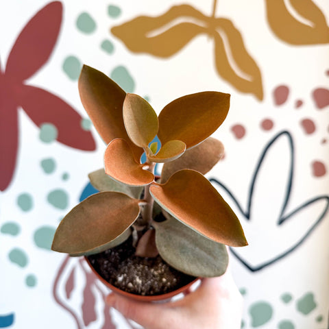 Kalanchoe orgyalis – Copper Spoons - Sprouts of Bristol