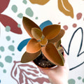 Kalanchoe orgyalis – Copper Spoons - Sprouts of Bristol