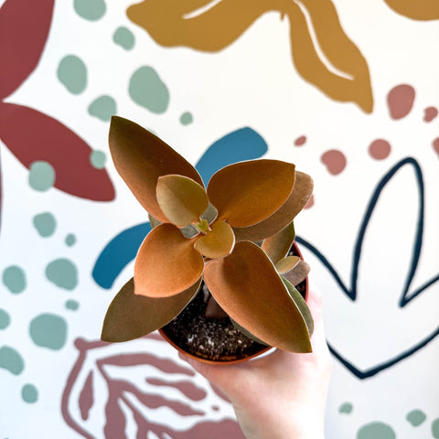 Kalanchoe orgyalis – Copper Spoons - Sprouts of Bristol