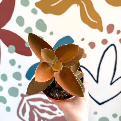 Kalanchoe orgyalis – Copper Spoons - Sprouts of Bristol