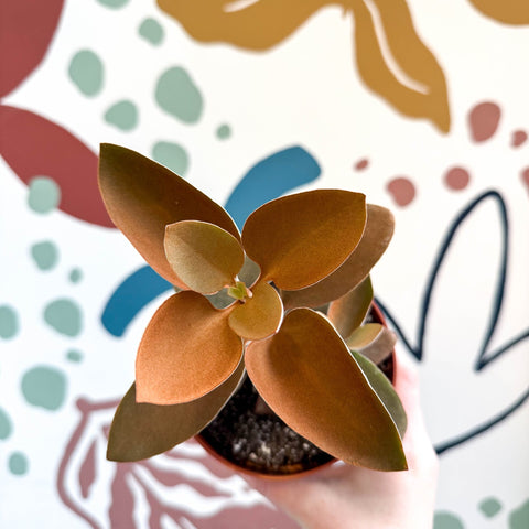 Kalanchoe orgyalis – Copper Spoons - Sprouts of Bristol