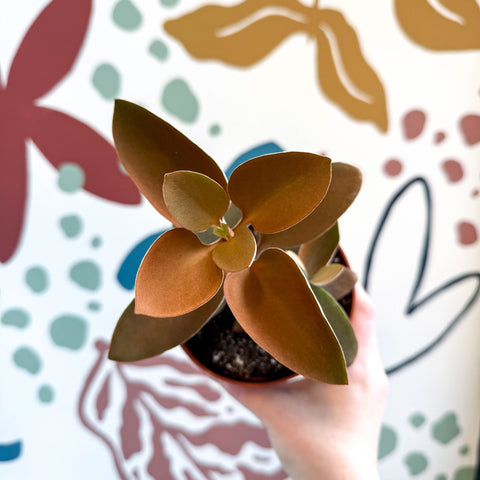 Kalanchoe orgyalis – Copper Spoons - Sprouts of Bristol