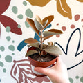 Kalanchoe orgyalis – Copper Spoons - Sprouts of Bristol