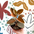 Kalanchoe orgyalis – Copper Spoons - Sprouts of Bristol