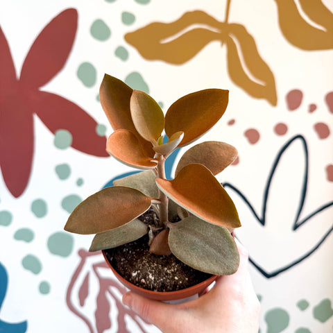 Kalanchoe orgyalis – Copper Spoons - Sprouts of Bristol