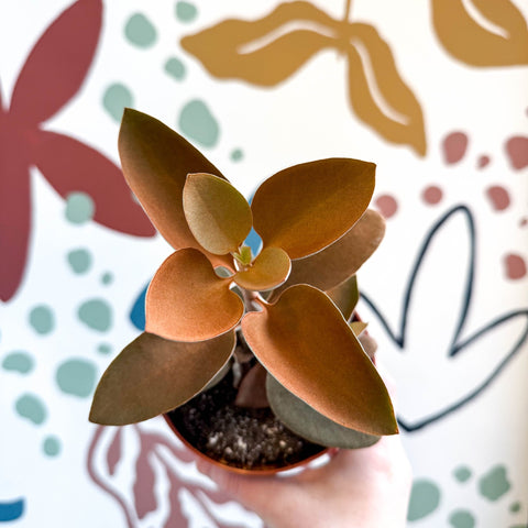 Kalanchoe orgyalis – Copper Spoons - Sprouts of Bristol