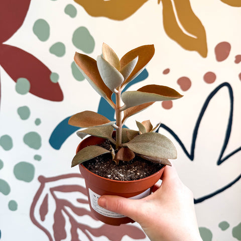 Kalanchoe orgyalis – Copper Spoons - Sprouts of Bristol