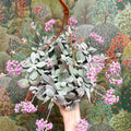 Kalanchoe pumila – Flower Dust Plant - Sprouts of Bristol