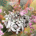 Kalanchoe pumila – Flower Dust Plant - Sprouts of Bristol