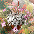 Kalanchoe pumila – Flower Dust Plant - Sprouts of Bristol