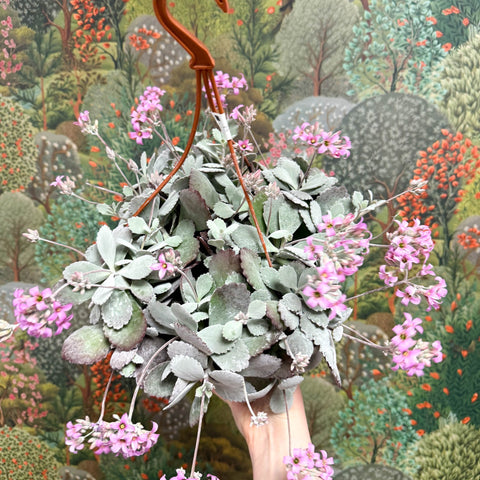 Kalanchoe pumila – Flower Dust Plant - Sprouts of Bristol