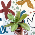 Kalanchoe synsepala – Walking Kalanchoe - Sprouts of Bristol