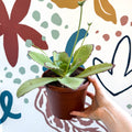 Kalanchoe synsepala – Walking Kalanchoe - Sprouts of Bristol