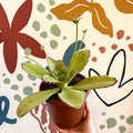 Kalanchoe synsepala – Walking Kalanchoe - Sprouts of Bristol