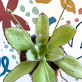 Kalanchoe synsepala – Walking Kalanchoe - Sprouts of Bristol