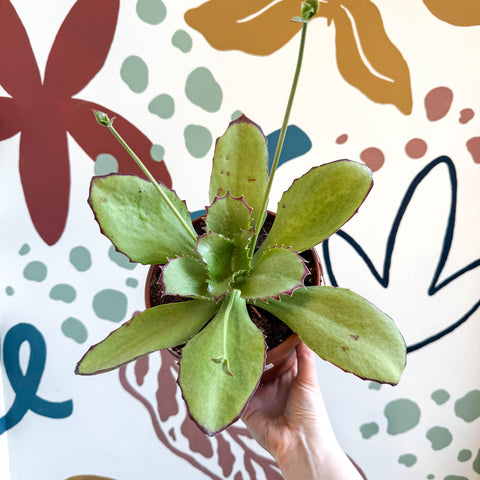 Kalanchoe synsepala – Walking Kalanchoe - Sprouts of Bristol
