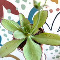 Kalanchoe synsepala – Walking Kalanchoe - Sprouts of Bristol