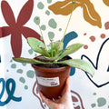 Kalanchoe synsepala – Walking Kalanchoe - Sprouts of Bristol