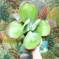 Kalanchoe thyrsiflora - Desert Rose - Sprouts of Bristol