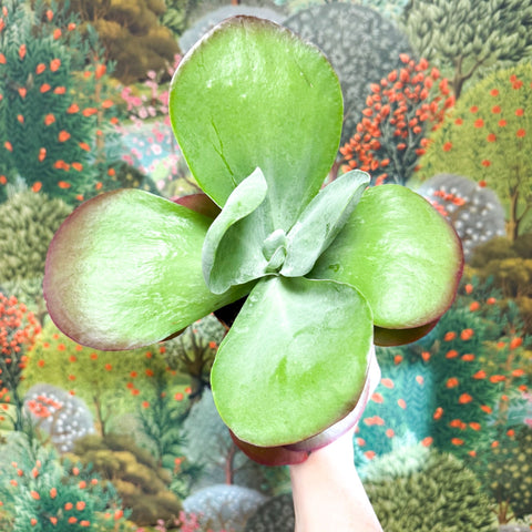 Kalanchoe thyrsiflora - Desert Rose - Sprouts of Bristol