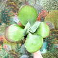 Kalanchoe thyrsiflora - Desert Rose - Sprouts of Bristol