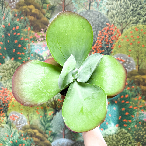 Kalanchoe thyrsiflora - Desert Rose - Sprouts of Bristol