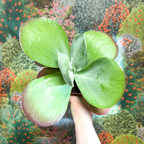 Kalanchoe thyrsiflora - Desert Rose - Sprouts of Bristol