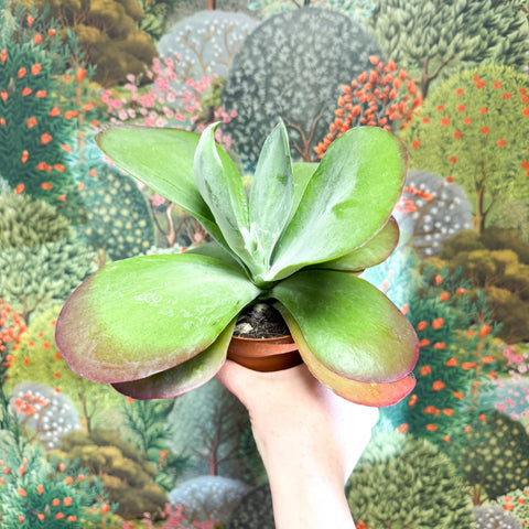 Kalanchoe thyrsiflora - Desert Rose - Sprouts of Bristol