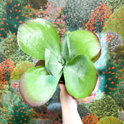 Kalanchoe thyrsiflora - Desert Rose - Sprouts of Bristol
