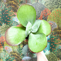 Kalanchoe thyrsiflora - Desert Rose - Sprouts of Bristol