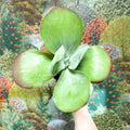 Kalanchoe thyrsiflora - Desert Rose - Sprouts of Bristol
