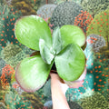 Kalanchoe thyrsiflora - Desert Rose - Sprouts of Bristol