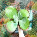 Kalanchoe thyrsiflora - Desert Rose - Sprouts of Bristol