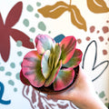 Kalanchoe thyrsiflora variegata – Variegated Flapjack Plant - Sprouts of Bristol