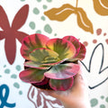 Kalanchoe thyrsiflora variegata – Variegated Flapjack Plant - Sprouts of Bristol