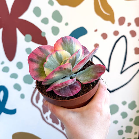 Kalanchoe thyrsiflora variegata – Variegated Flapjack Plant - Sprouts of Bristol