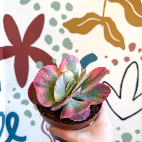 Kalanchoe thyrsiflora variegata – Variegated Flapjack Plant - Sprouts of Bristol