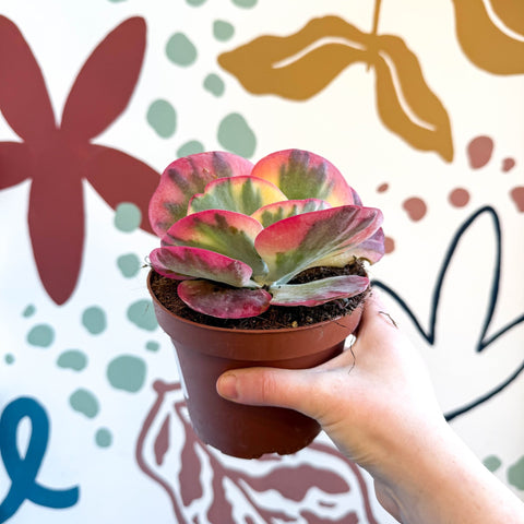 Kalanchoe thyrsiflora variegata – Variegated Flapjack Plant - Sprouts of Bristol