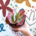 Kalanchoe thyrsiflora variegata – Variegated Flapjack Plant - Sprouts of Bristol