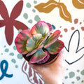 Kalanchoe thyrsiflora variegata – Variegated Flapjack Plant - Sprouts of Bristol