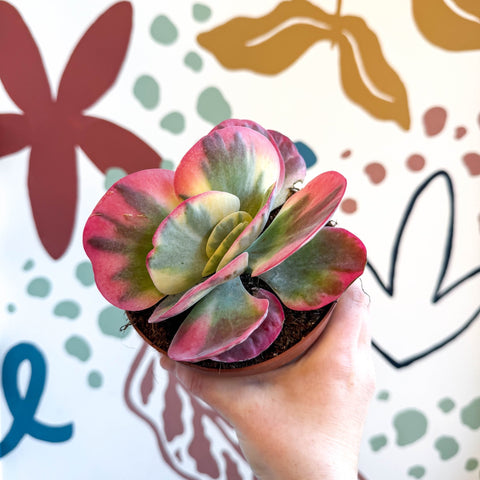 Kalanchoe thyrsiflora variegata – Variegated Flapjack Plant - Sprouts of Bristol