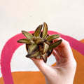 Kalanchoe tomentosa 'Chocolate Soldier' - Sprouts of Bristol