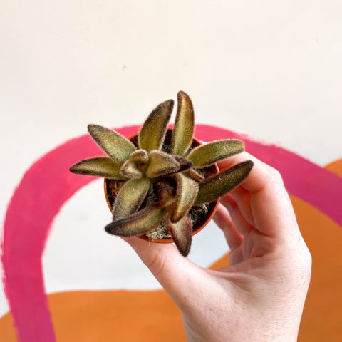 Kalanchoe tomentosa 'Chocolate Soldier' - Sprouts of Bristol