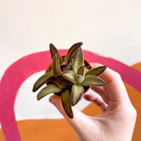 Kalanchoe tomentosa 'Chocolate Soldier' - Sprouts of Bristol